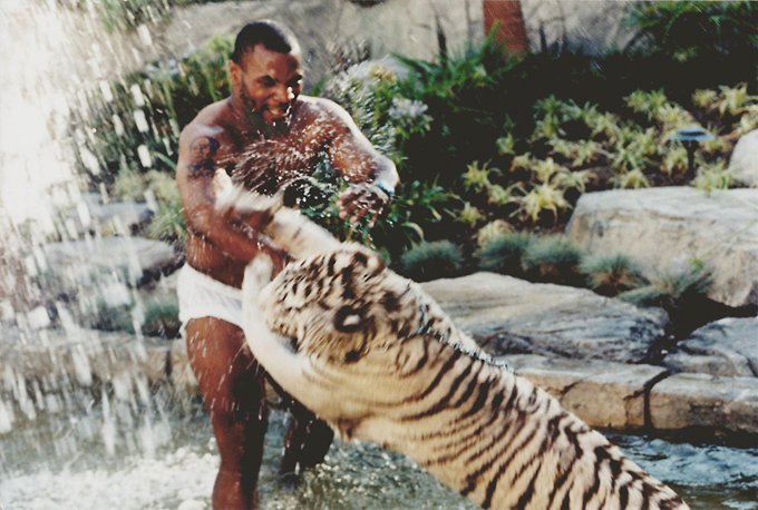 Майк Тайсон был настолько велик, что имел собственного тигра. Нет, такое было не только в фильме «Мальчишник в Вегасе»