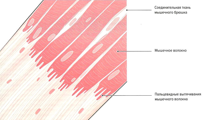 Сухожилия образованные из ткани. Строение сухожилия гистология. Коллагеновые волокна в сухожилии. Структура сухожилия гистология. Сухожильные волокна гистология.